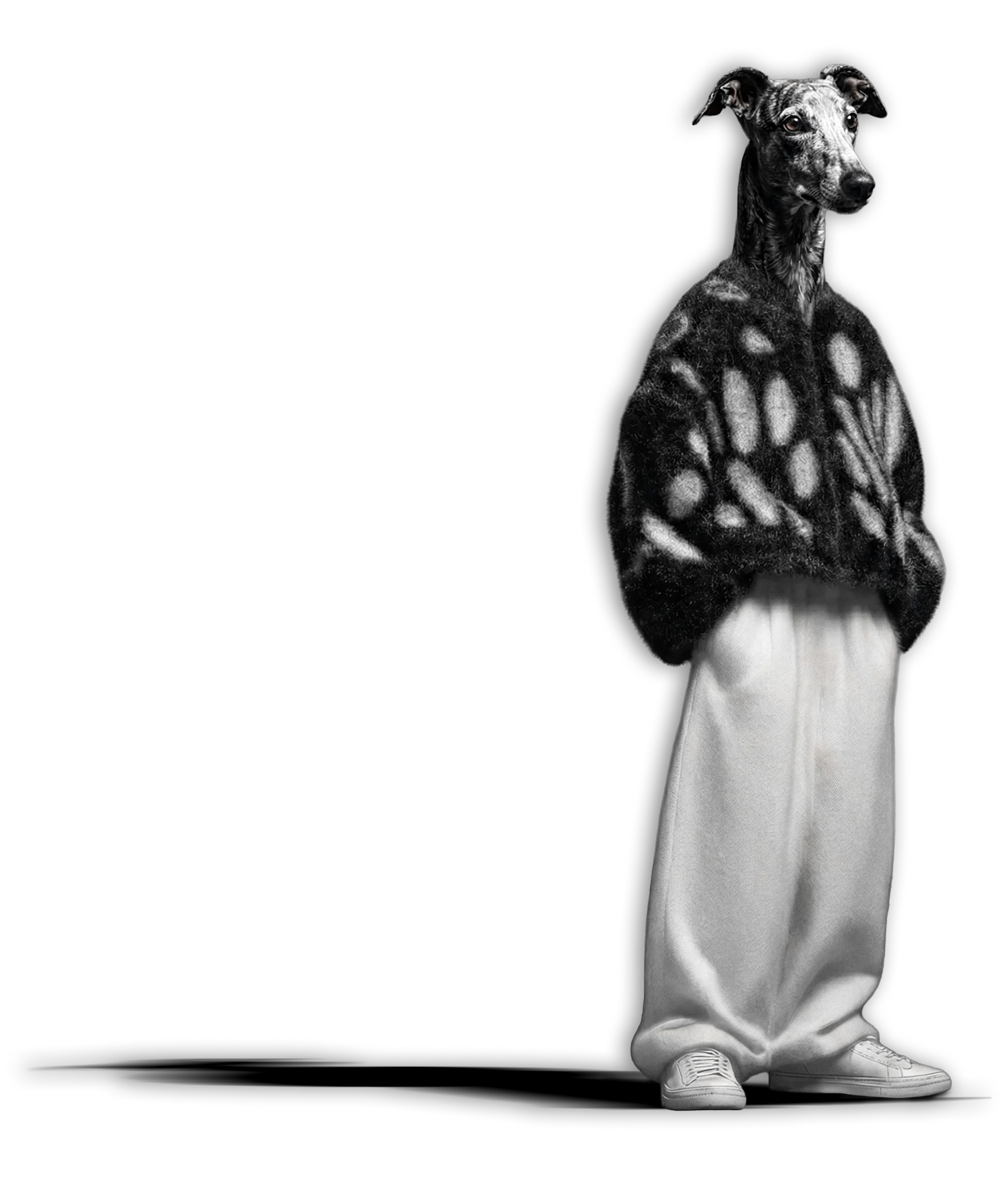 greyhound avec des jeans et un pull